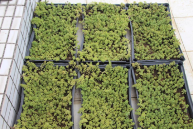 “种草人”刘金祥：从沙漠种草到屋顶绿化