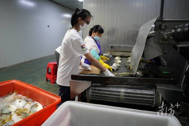 8cdcfcca753c48e48e782438929d1e35_batchwm.jpg 实践队员直播金鲳鱼的加工过程。 梁燕飞 摄