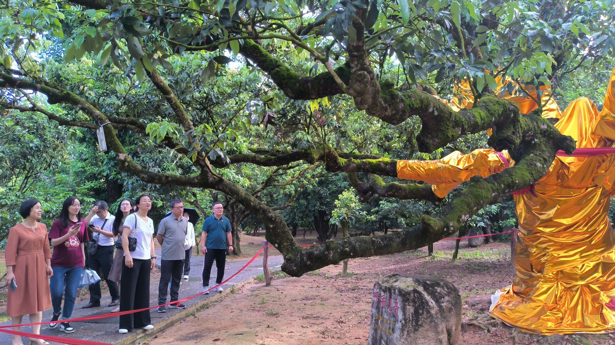 走进荔枝园.jpg 走进荔枝园.jpg